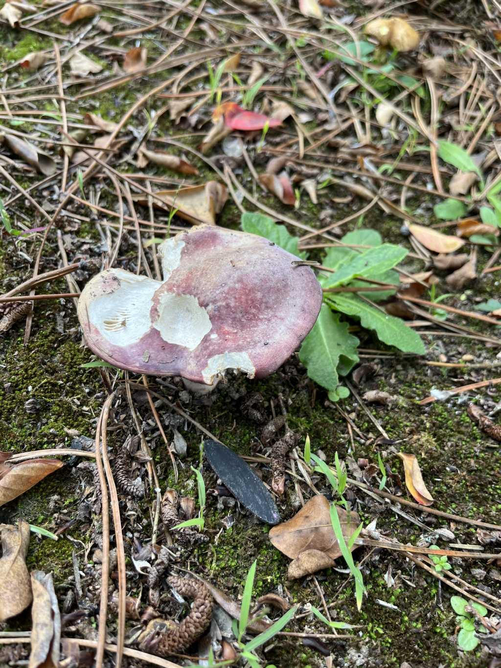 Russula sp.