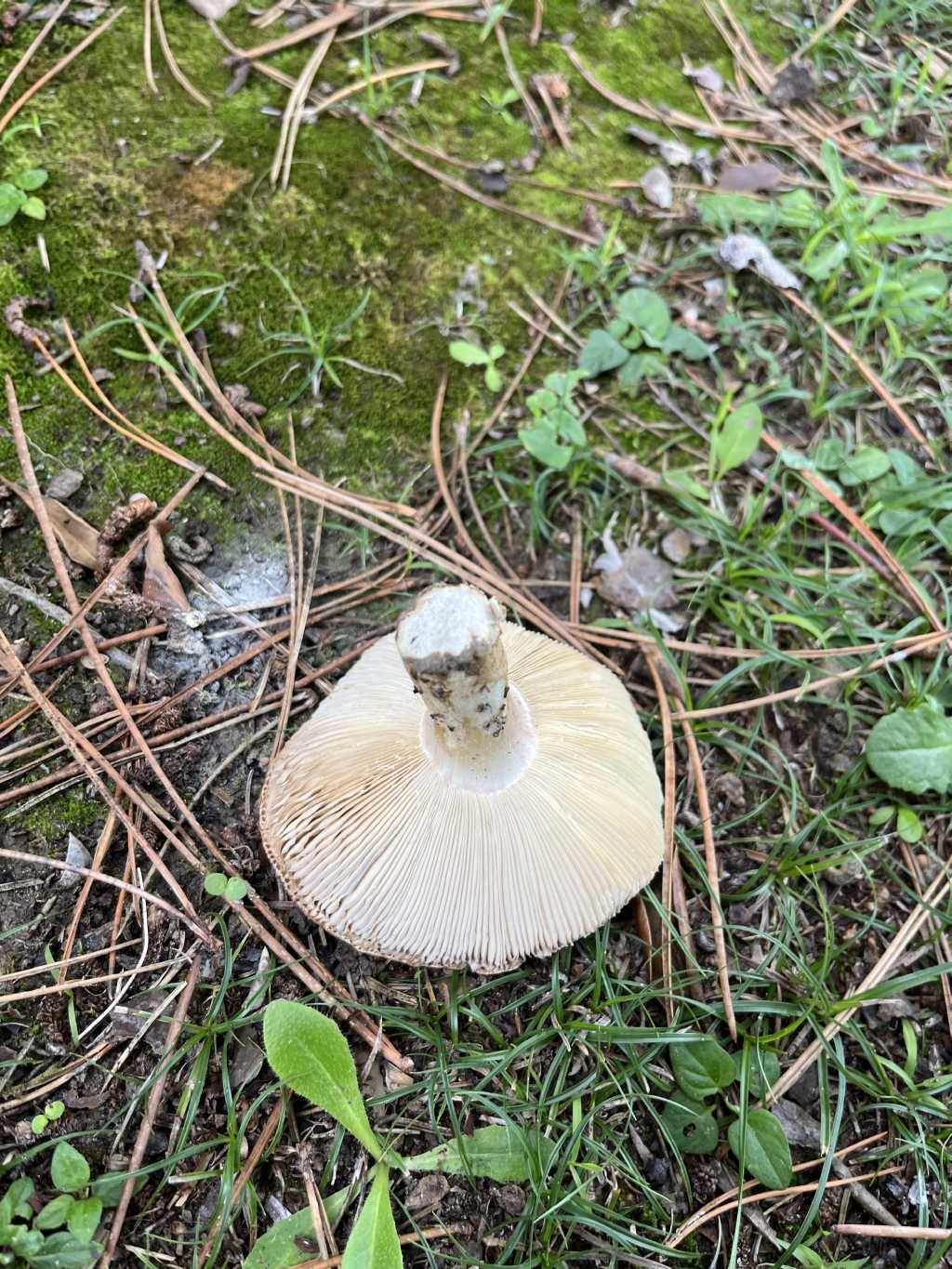 Russula sp.