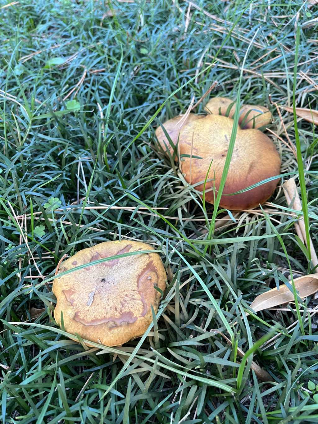 Bolatacee in pineta marittima. Suillus collinitus?