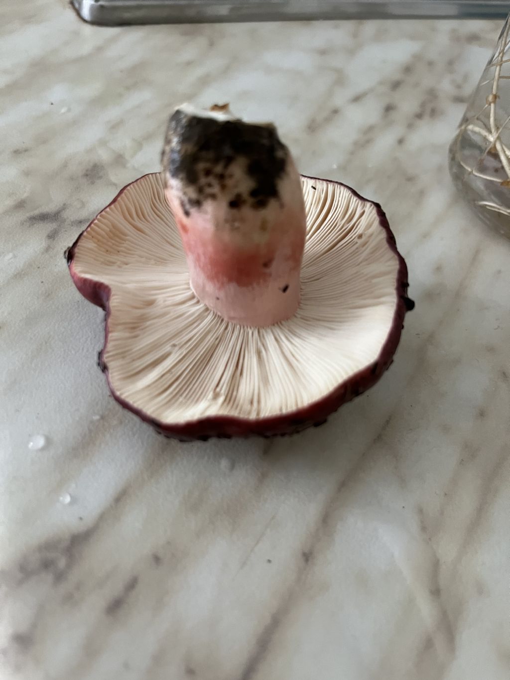 Russula sp.