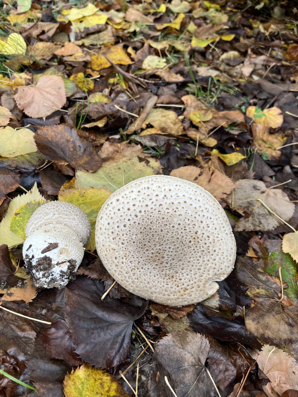 Amanita vittadini?