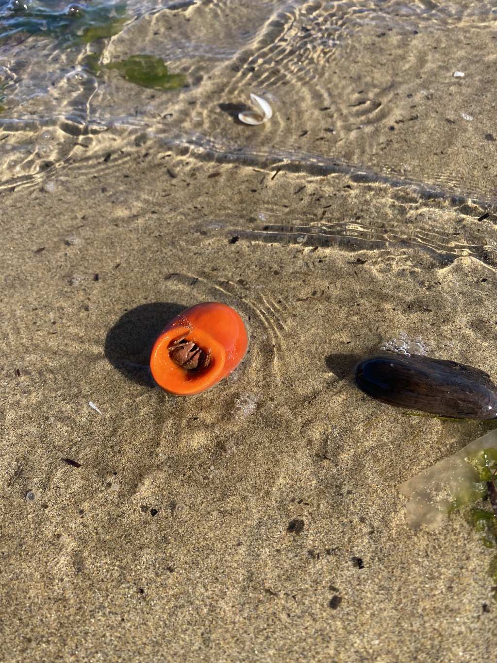 Crostaceo da identificare