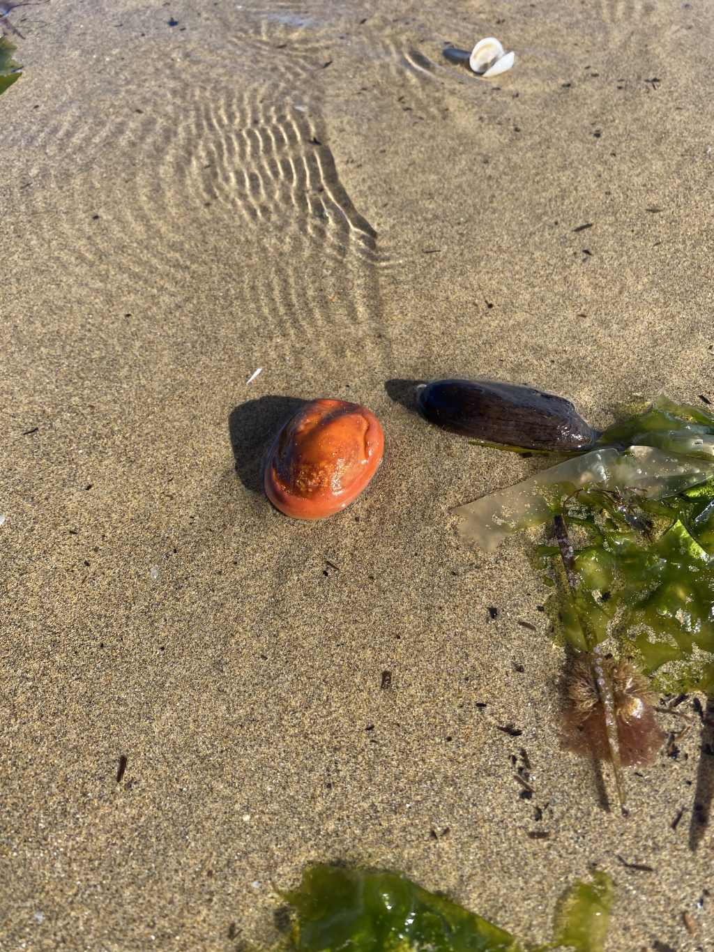 Crostaceo da identificare