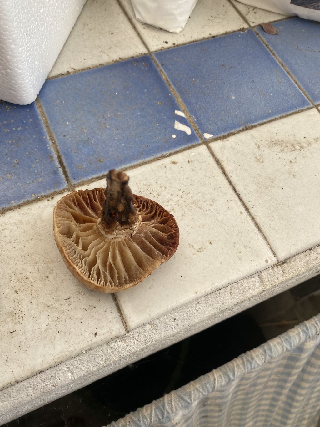 Fungo su larice