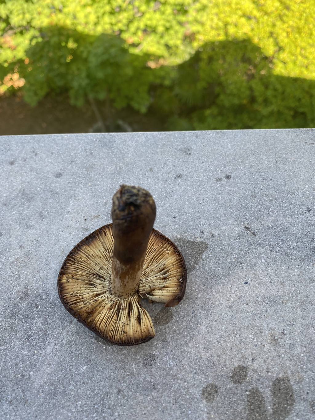 Fungo da identificare