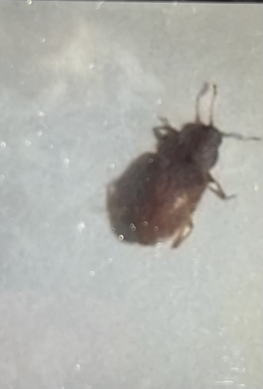 Insetti in casacfr. Latridiidae