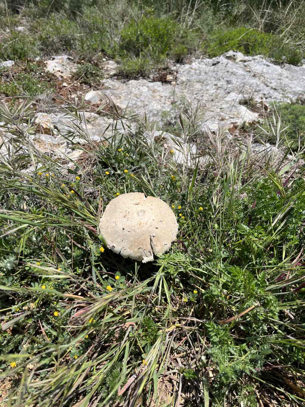 Ritrovamento colli Berici