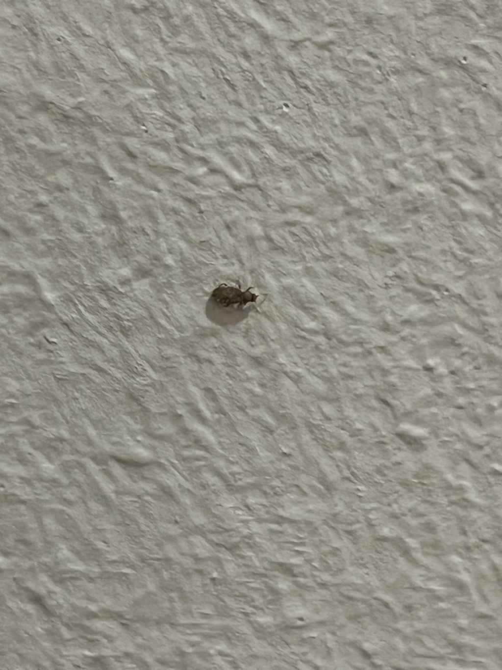 Insetti in casacfr. Latridiidae