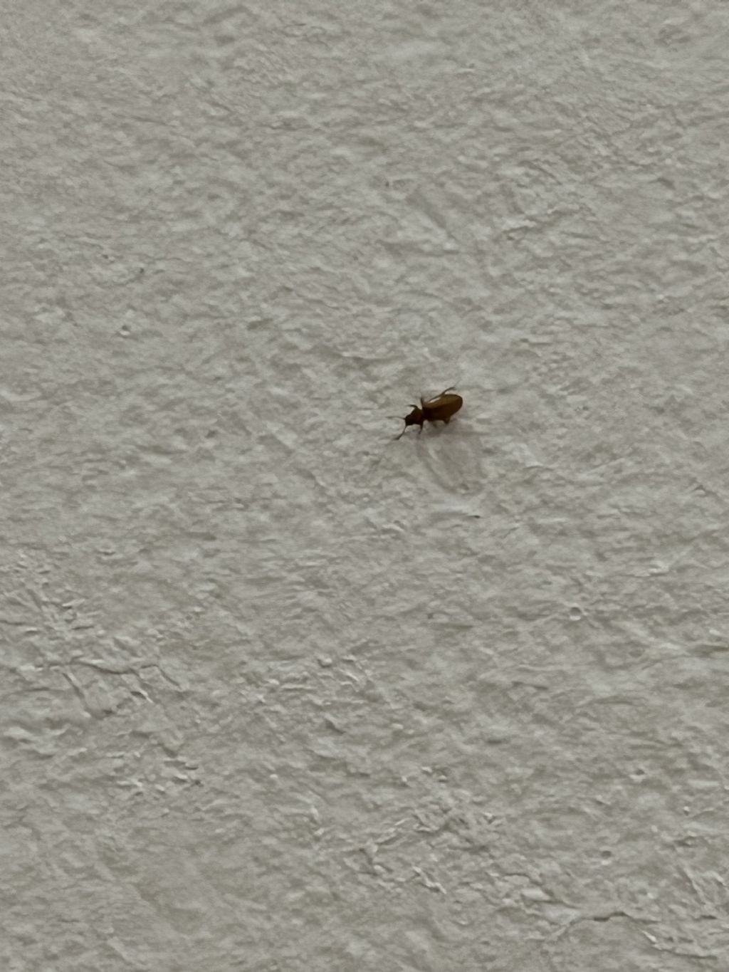 Insetti in casacfr. Latridiidae