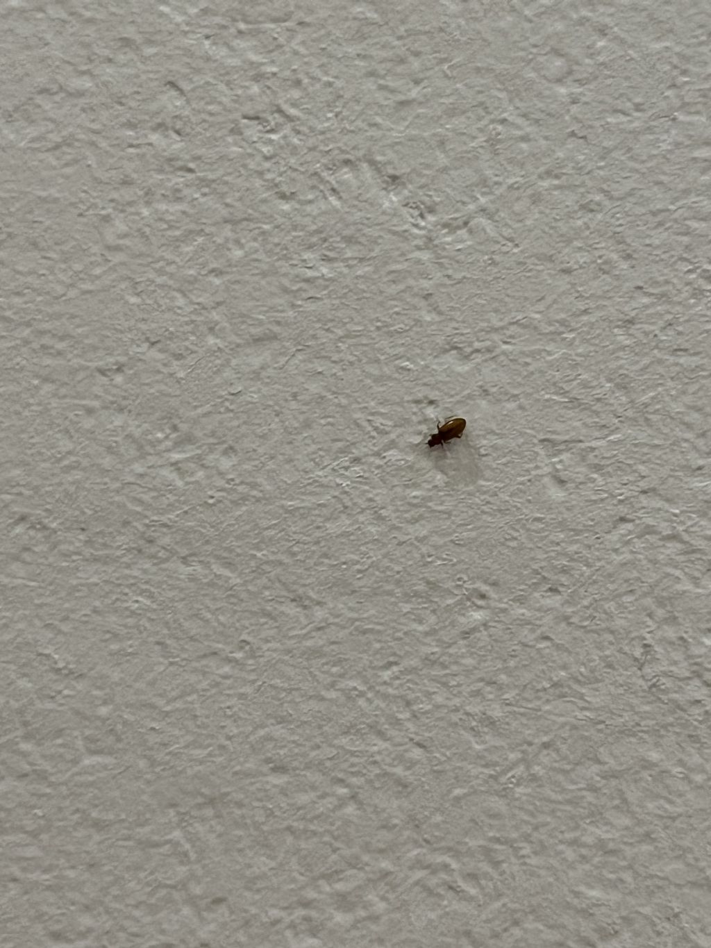 Insetti in casacfr. Latridiidae