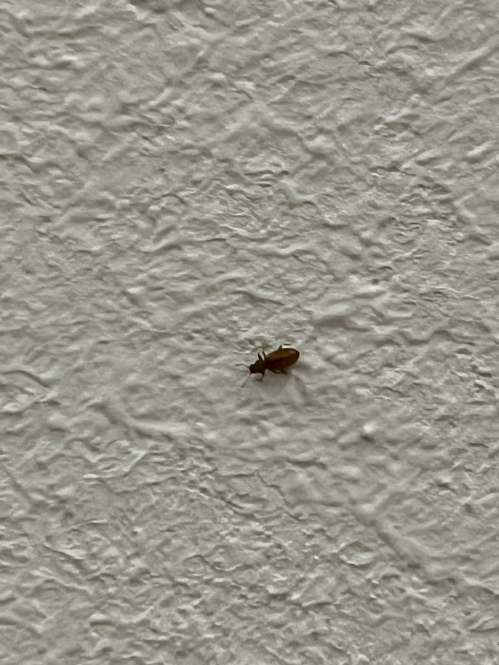 Insetti in casacfr. Latridiidae