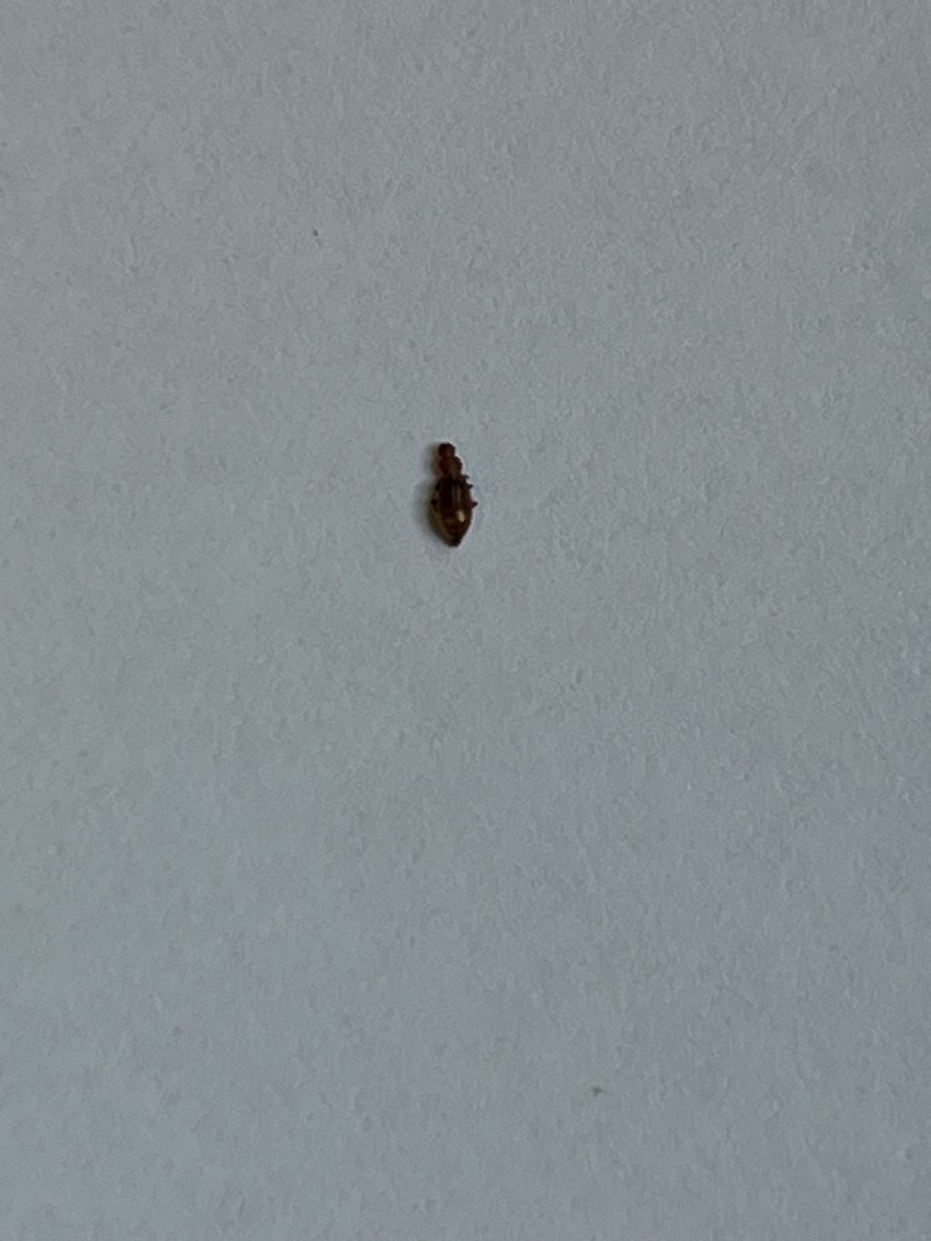 Insetti in casacfr. Latridiidae
