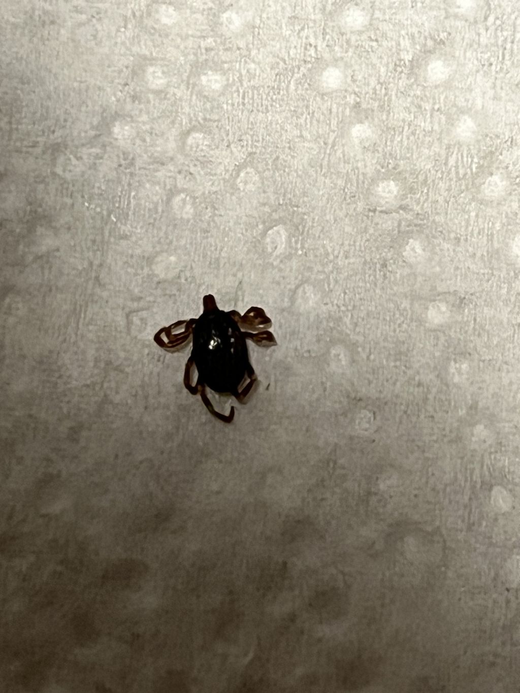 Zecca croata