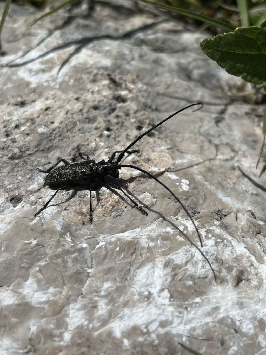 Cerambycidae: Monochamus sutor? S.
