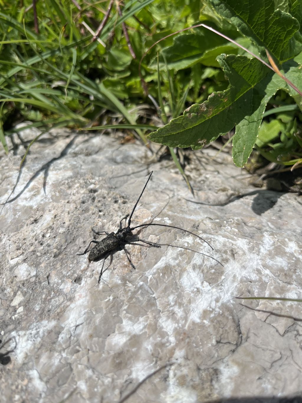 Cerambycidae: Monochamus sutor? S.