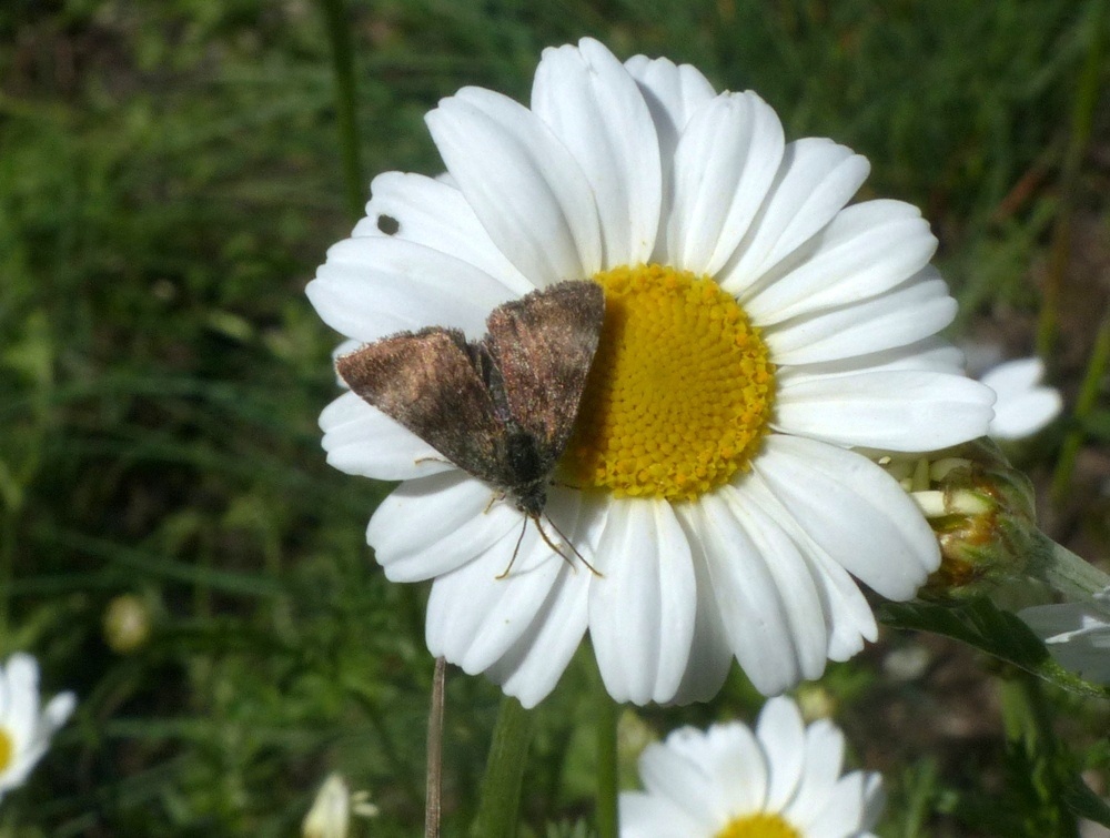 Quale lepidottero?? Panemeria tenebrata - Noctuidae