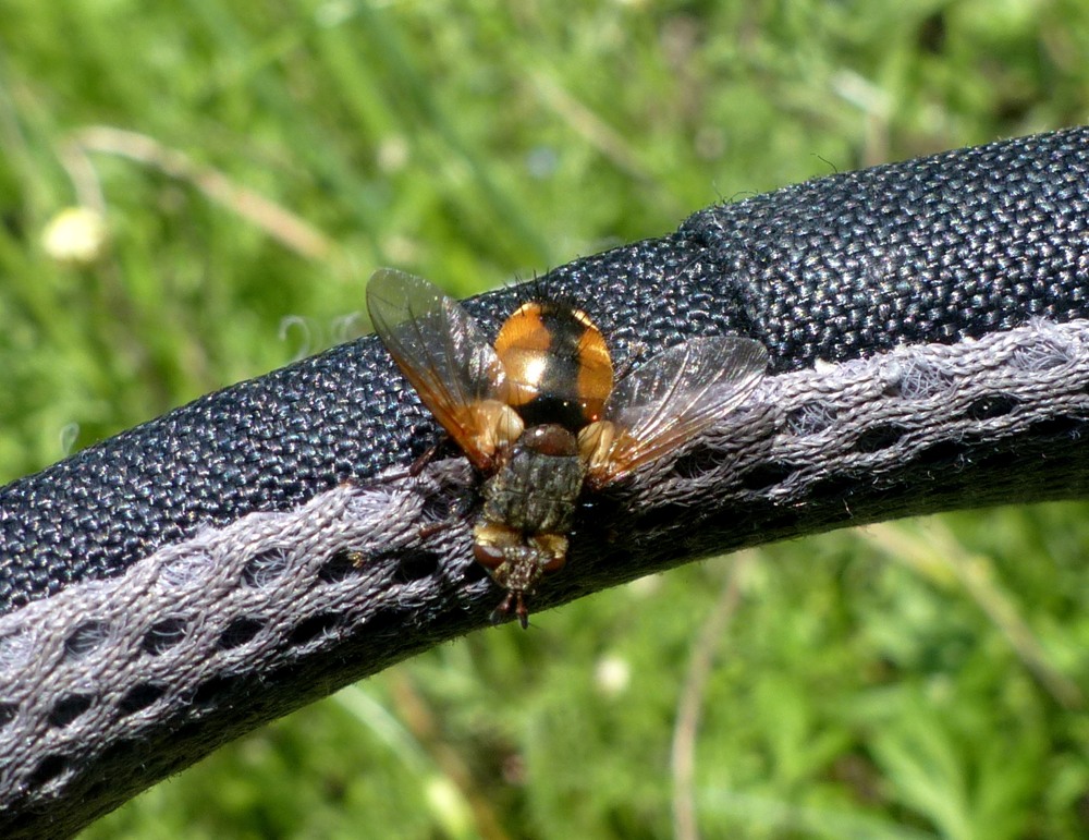 Tachinidae:  Tachina sp.