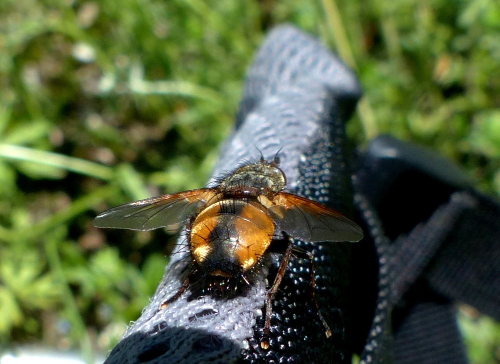 Tachinidae:  Tachina sp.