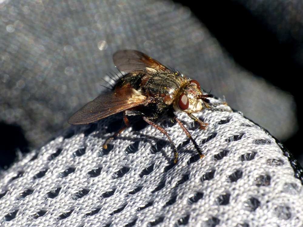 Tachinidae:  Tachina sp.