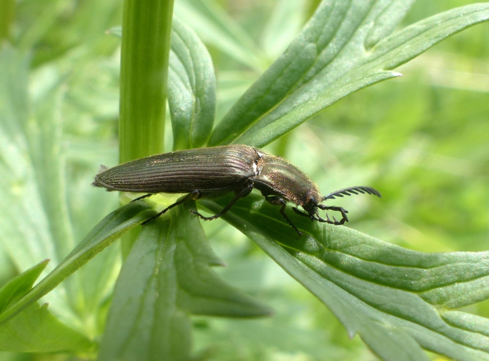 Elateridae: Ctenicera cuprea F., maschio
