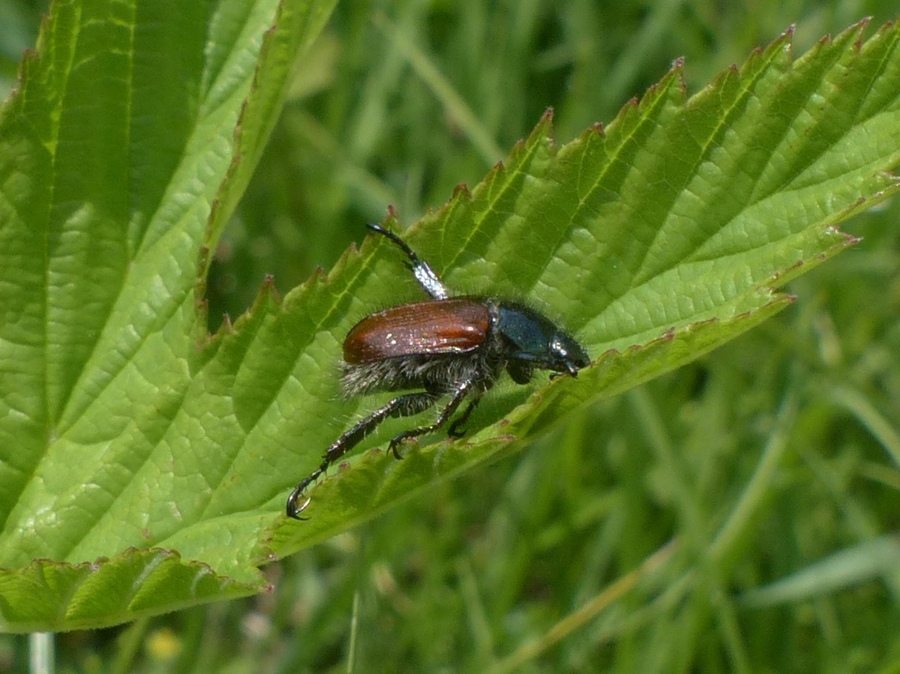 Rutelidae:  Phyllopertha horticola