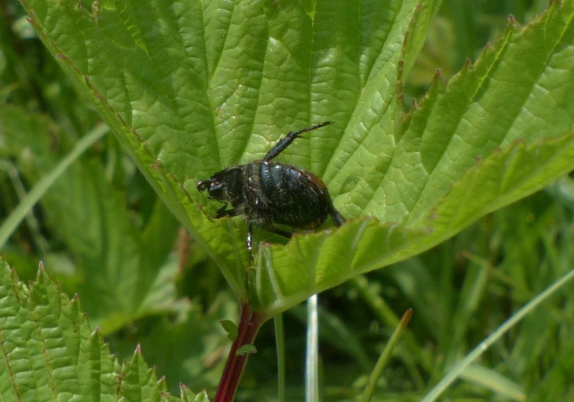 Rutelidae:  Phyllopertha horticola