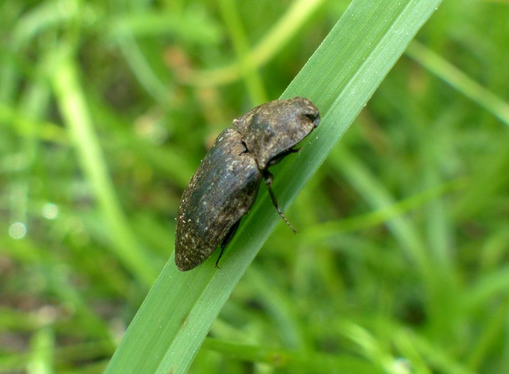 Elateridae: Agrypnus murinus