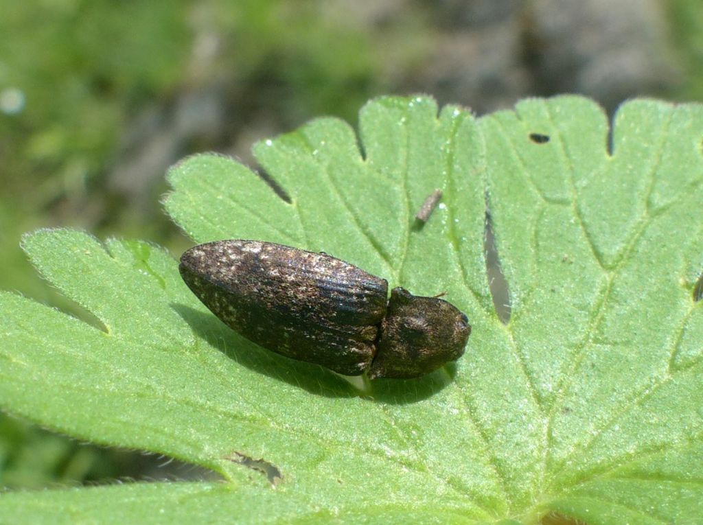 Elateridae: Agrypnus murinus