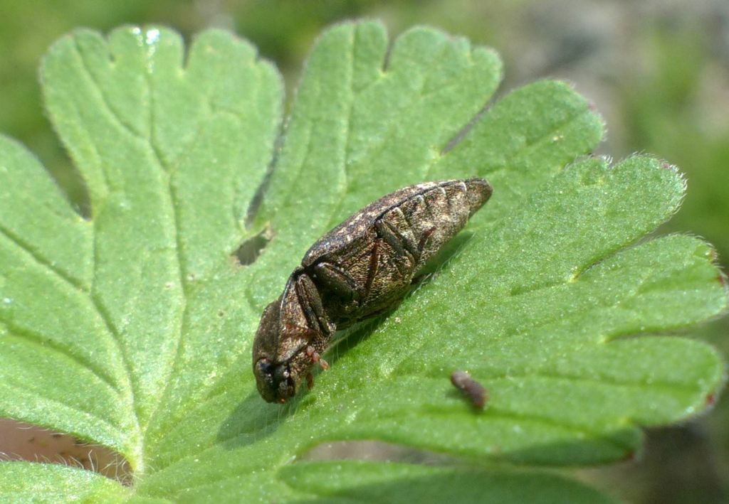 Elateridae: Agrypnus murinus