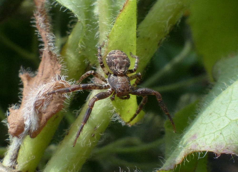 Xysticus sp. - Limone P.te (CN)