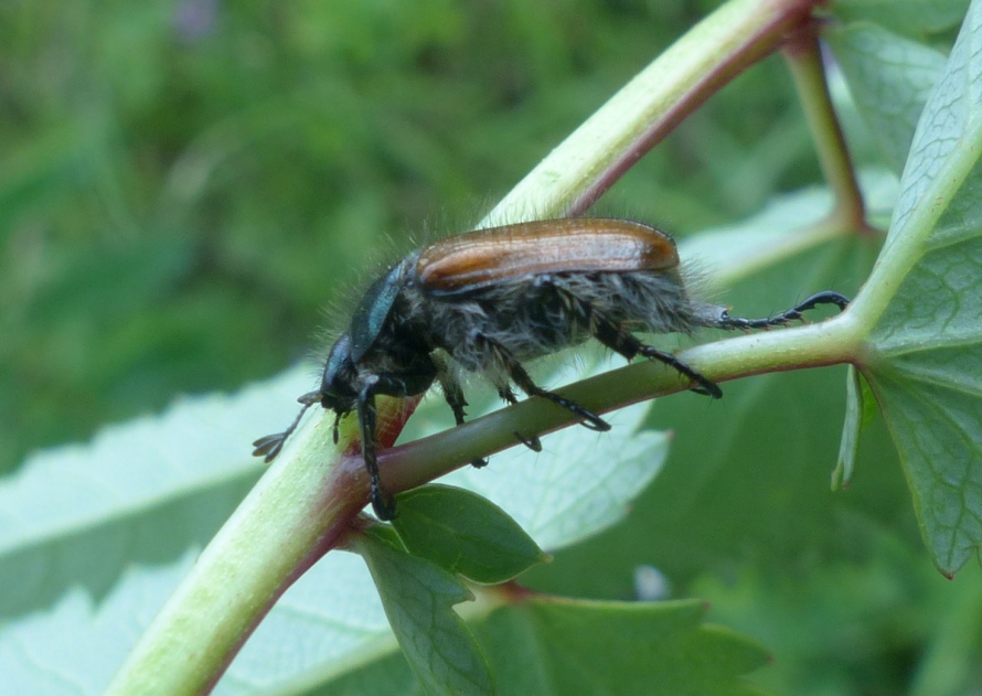 Rutelidae: Phyllopertha horticola