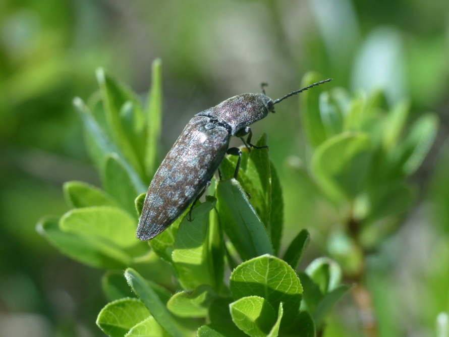 Elateridae: Actenicerus siaelandicus