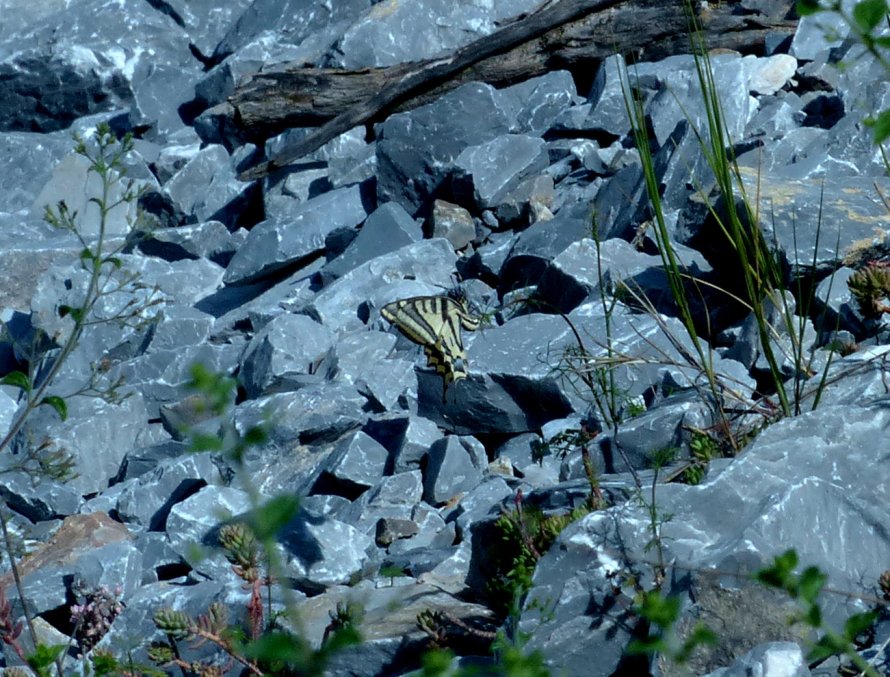 Papilio alexanor? S,femmina