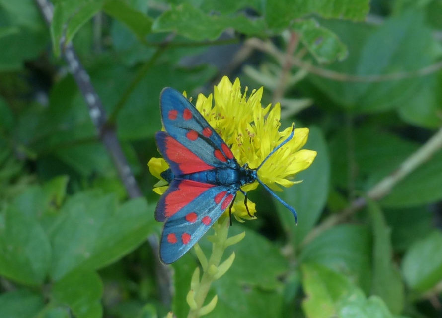 Zigena?   S, Zygaena transalpina