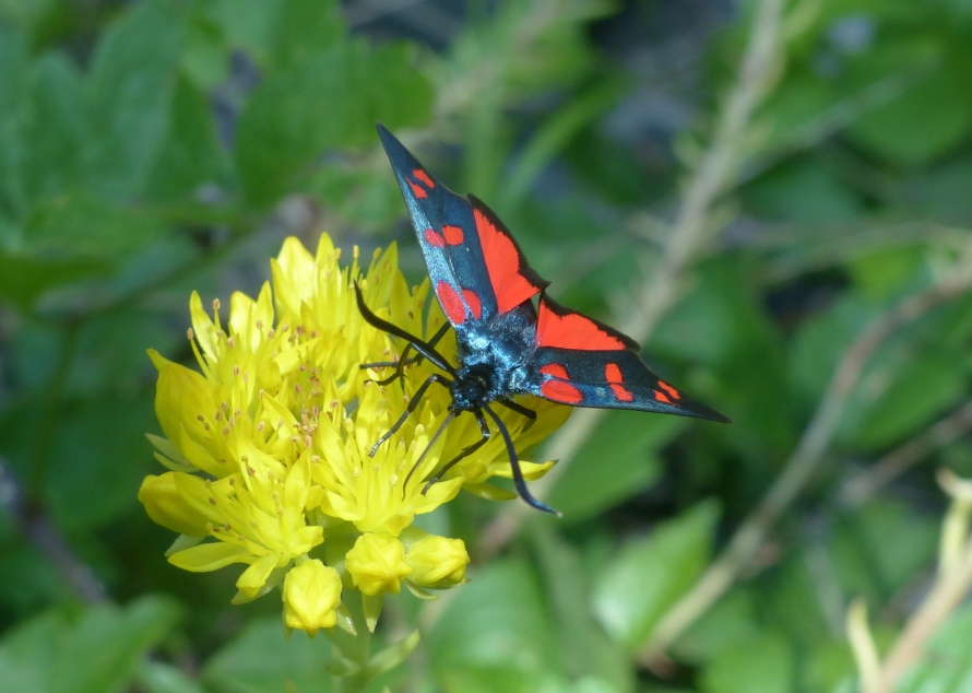 Zigena?   S, Zygaena transalpina