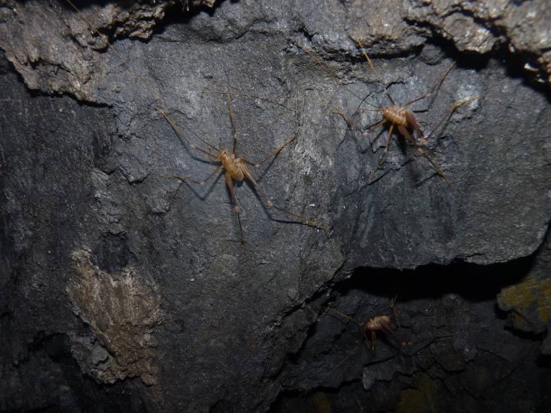 Ortottero in grotta: Dolichopoda azami ligustica