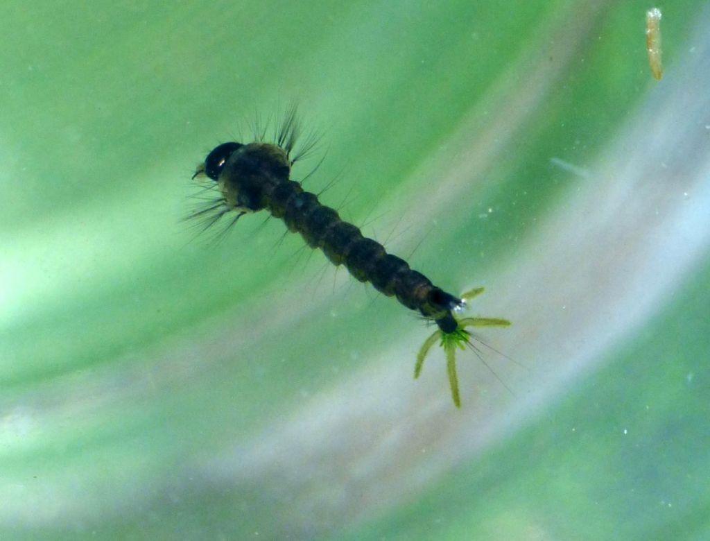 Larva di libellula? no, di Dittero (cfr. Culicidae)