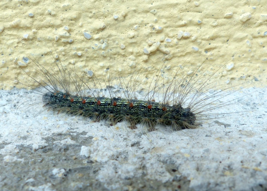 Quale bruco? Lithosia quadra - Erebidae