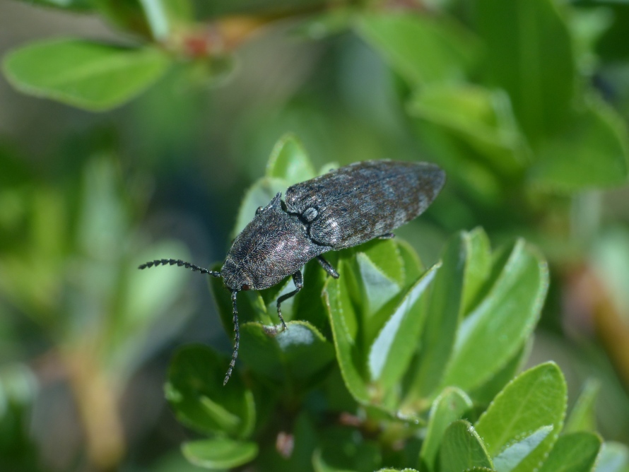 Elateridae: Actenicerus siaelandicus