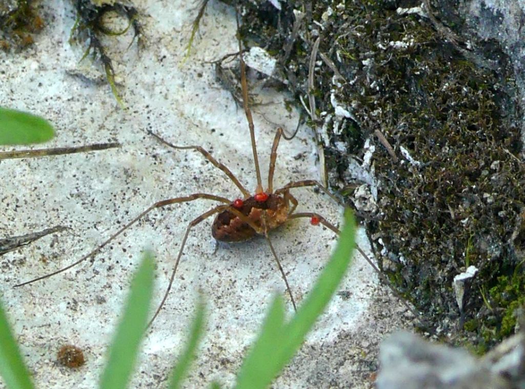 Mitopus morio - Phalangiidae