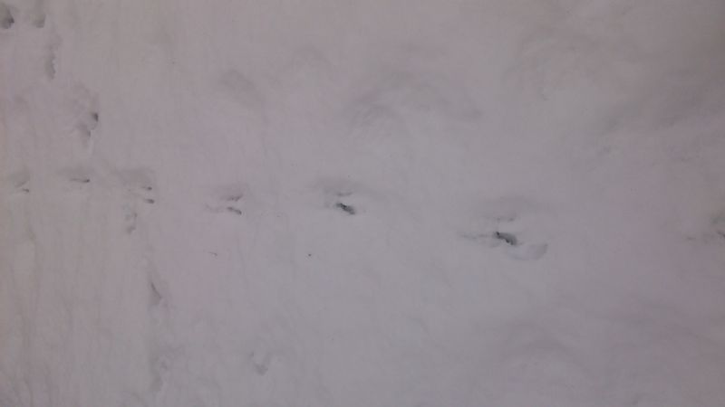 Riconoscimento impronte