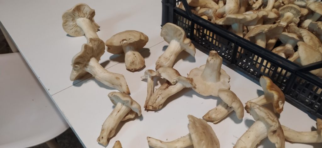 Ritrovamento del 23 maggio