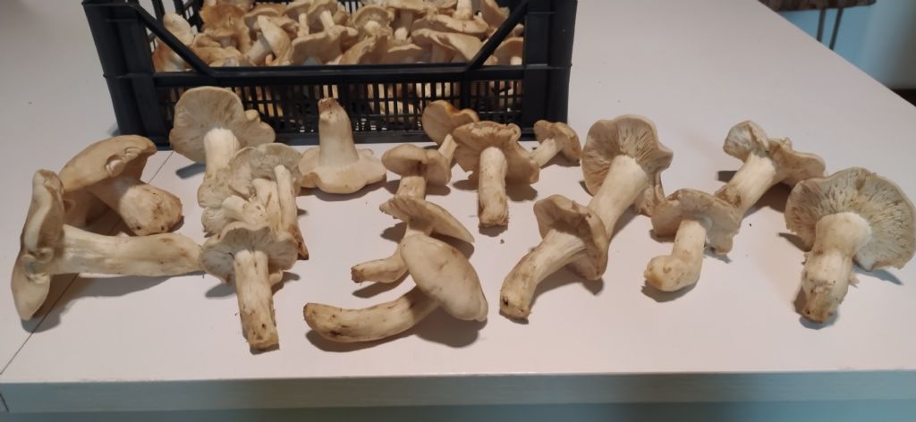 Ritrovamento del 23 maggio