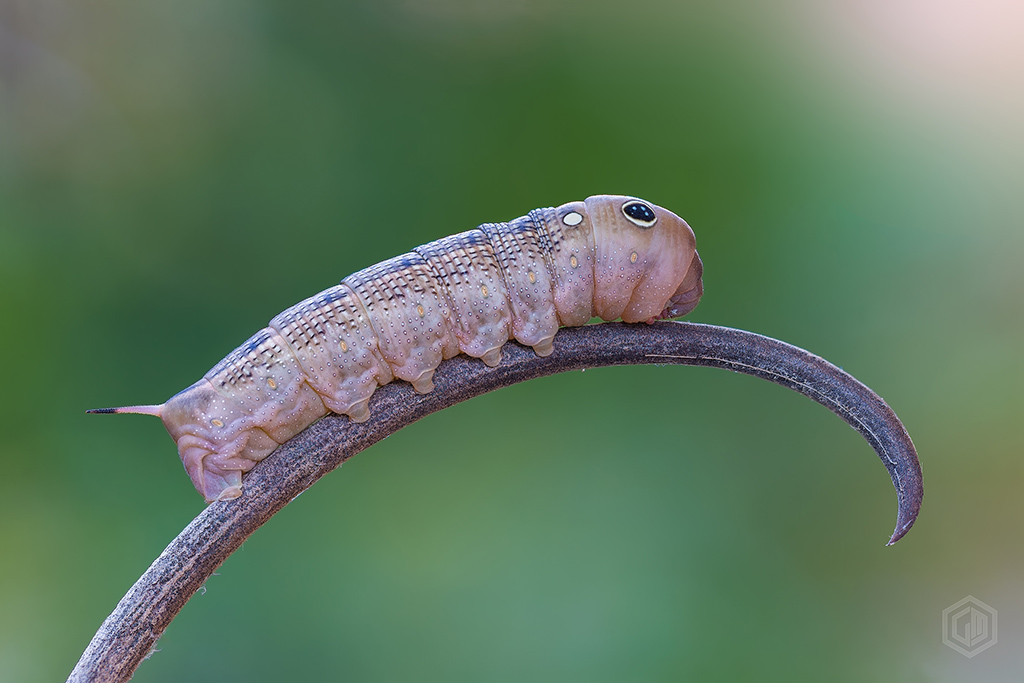 Riconoscimento bruco - Hippotion celerio, Sphingidae