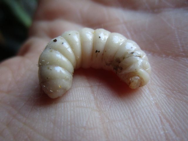 Larva da identificare