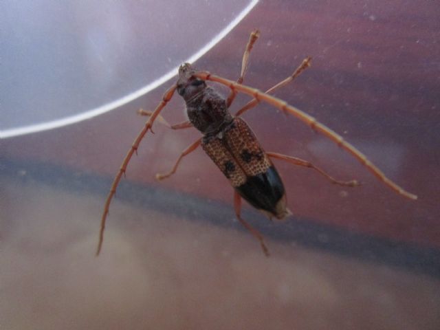 Cerambycidae da identificare - Phoracantha recurva