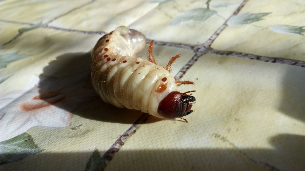 Allevamento scarabei rinoceronte