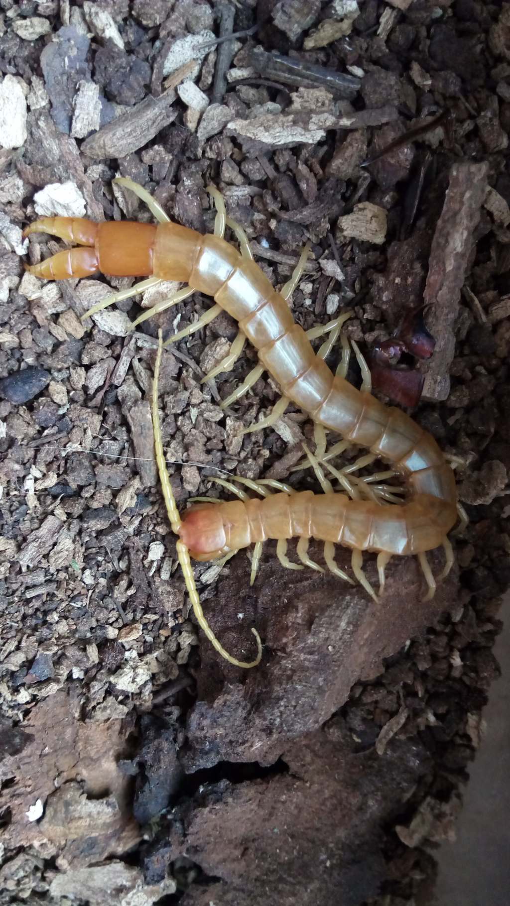 Scolopendra:  Plutonium zwierleinii