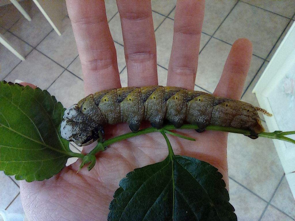 Allevamento bruchi Acherontia atropos