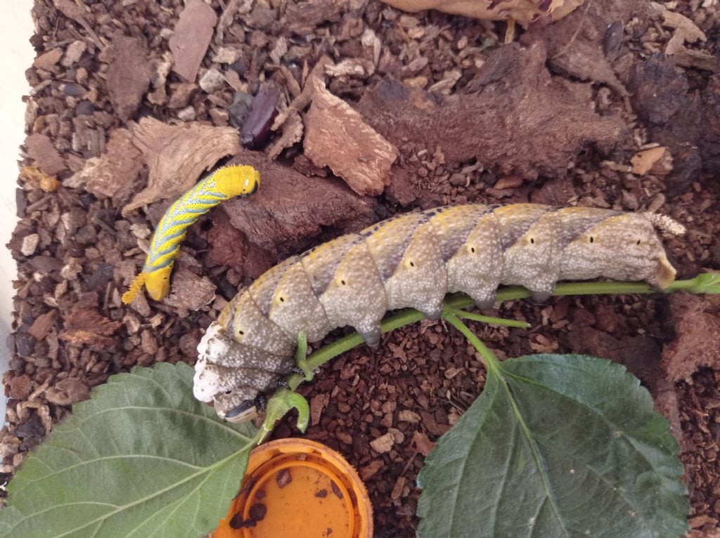 Allevamento bruchi Acherontia atropos